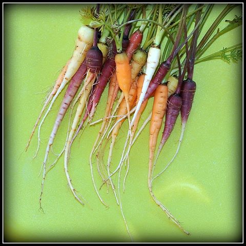 Καρότα πολύχρωμα