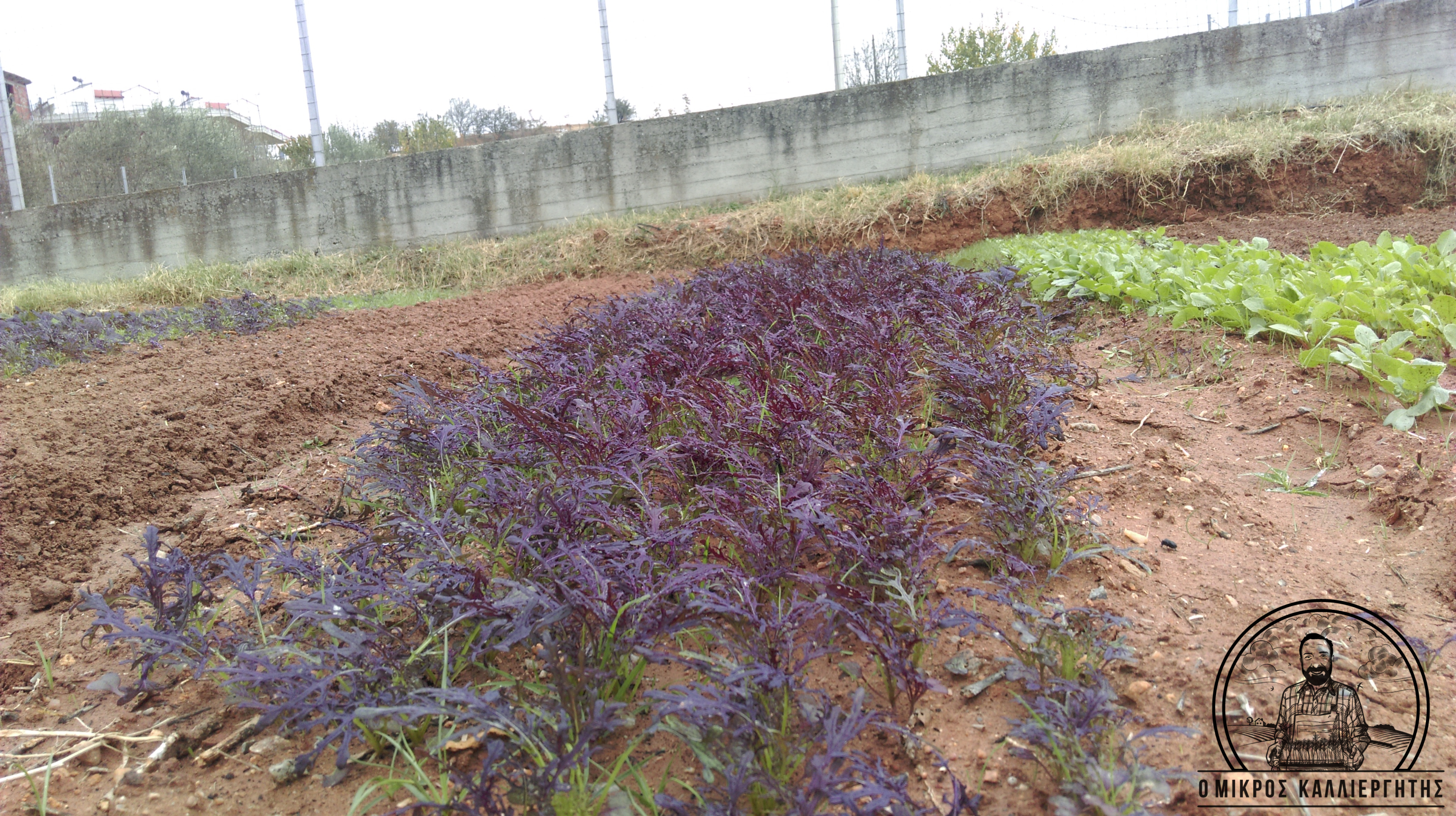 Μιζούνα κόκκινη