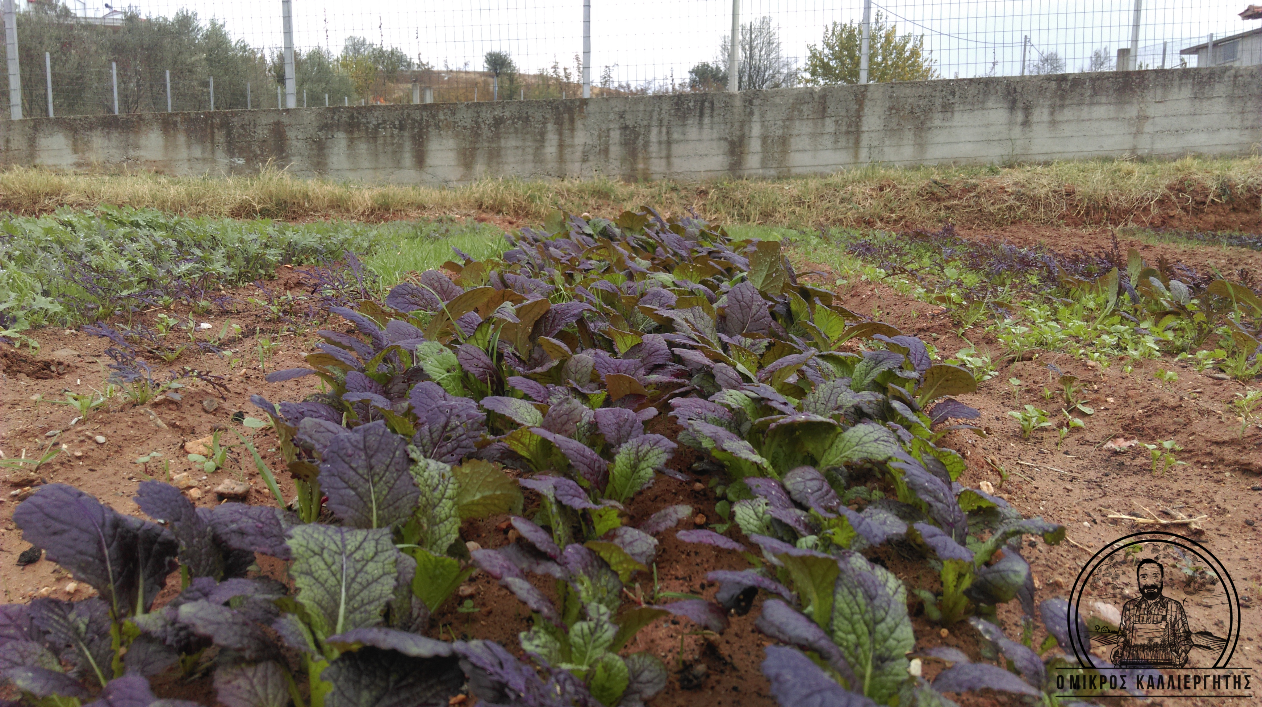 Μουστάρδα Red Giant