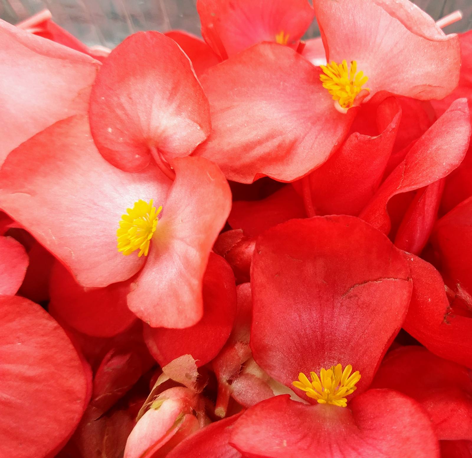Βιγγόνια (Begonia rex)