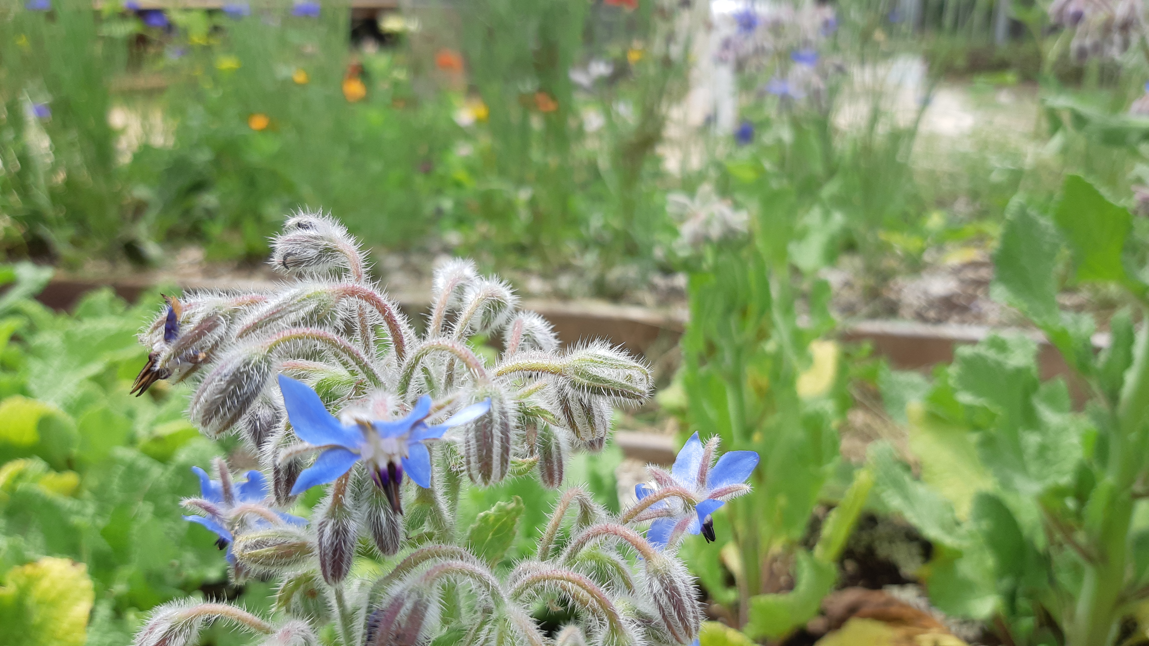 Μποράγκο (Borage)
