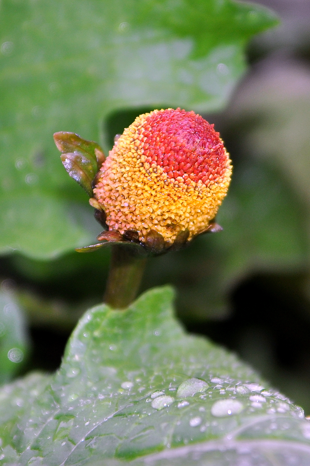 Buzz Button (Acmella)