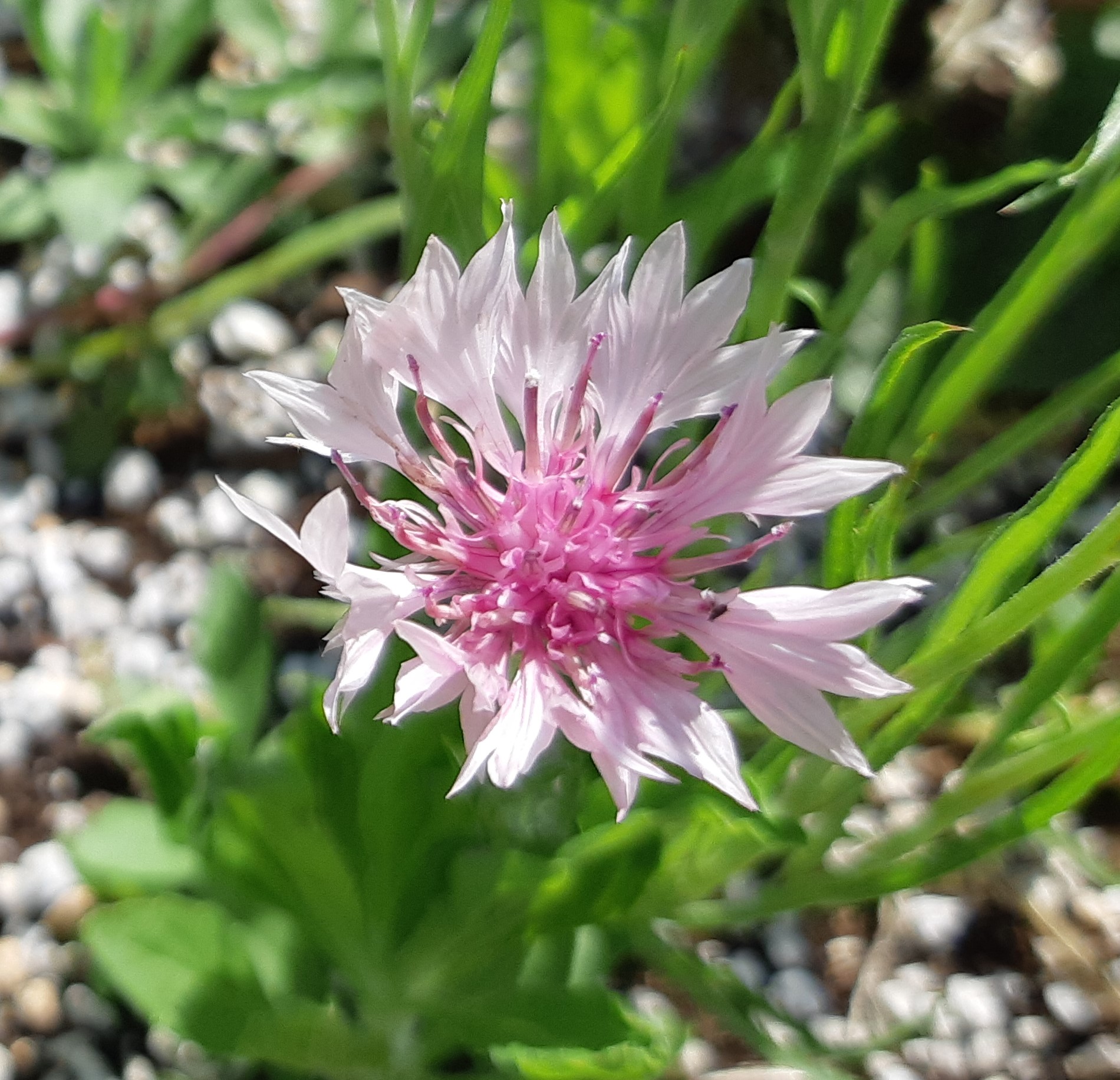 Κενταύρια (Cornflower)