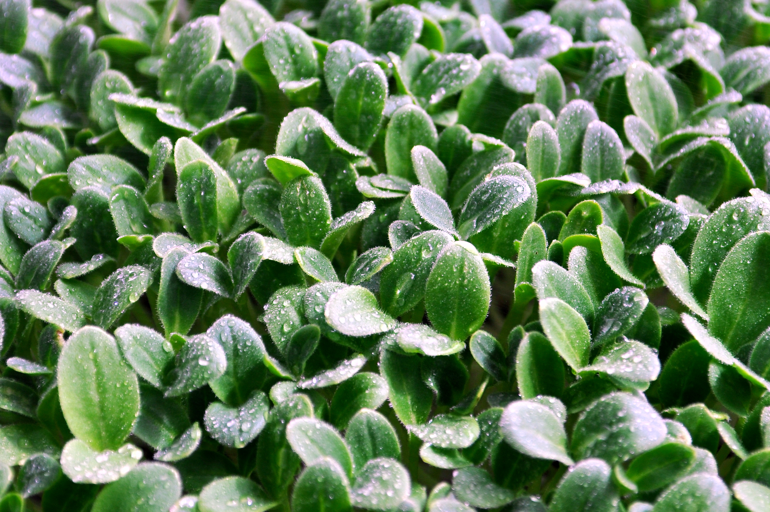 Μποράγκο (Borage)