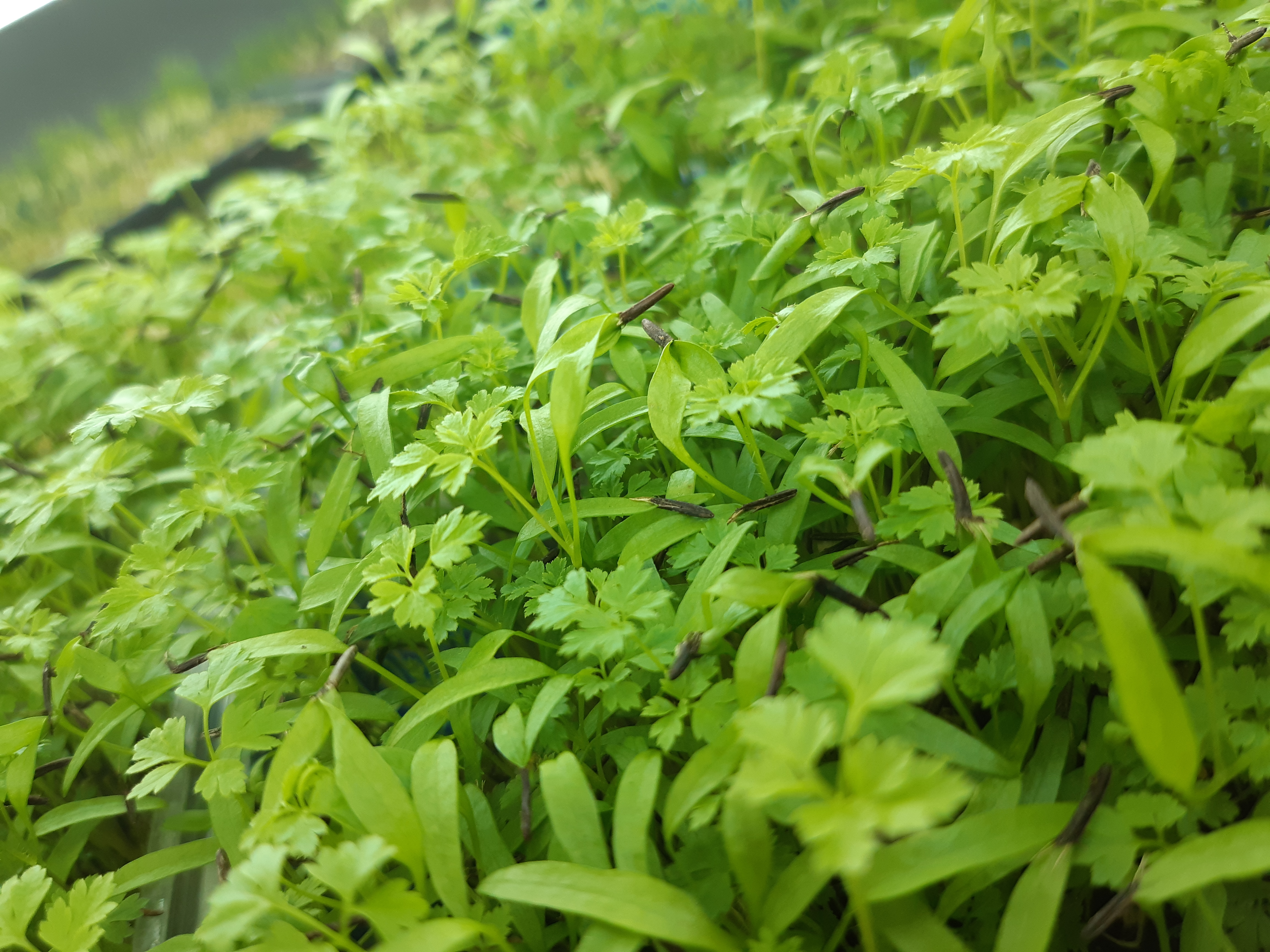 Μυρώνι (Chervil)