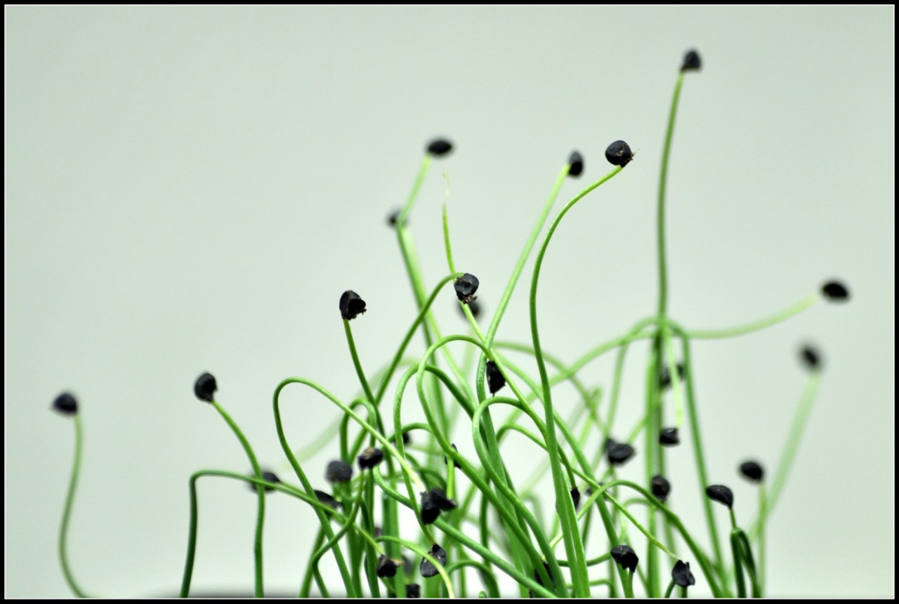 Σχοινόσκορδο (Chinese Chives)