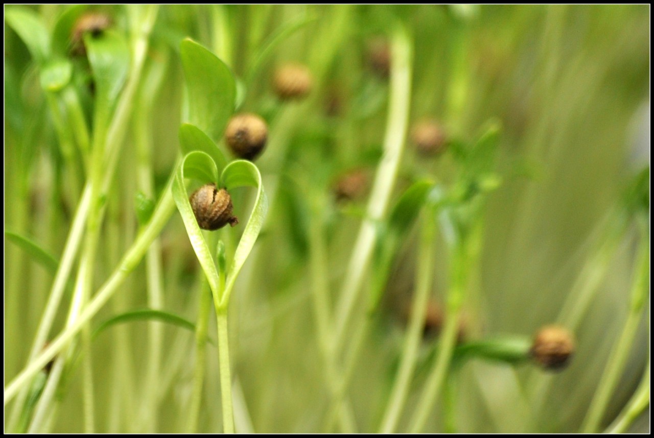 Κόλιανδρο (Coriander)