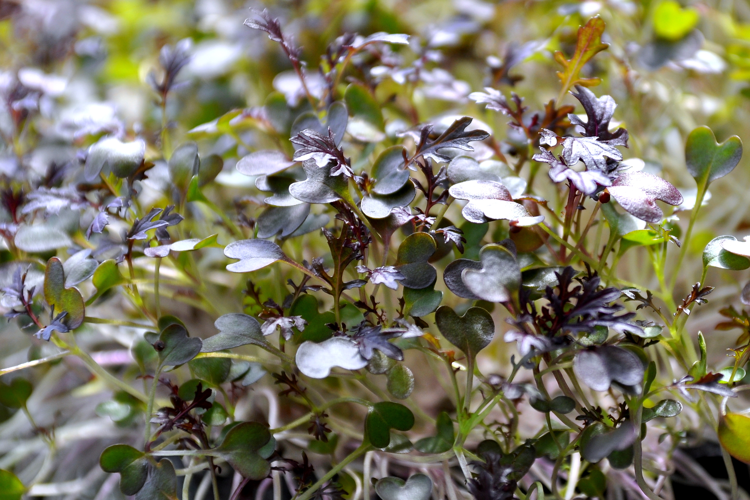 Μουστάρδα κόκκινη (Red Mustard)