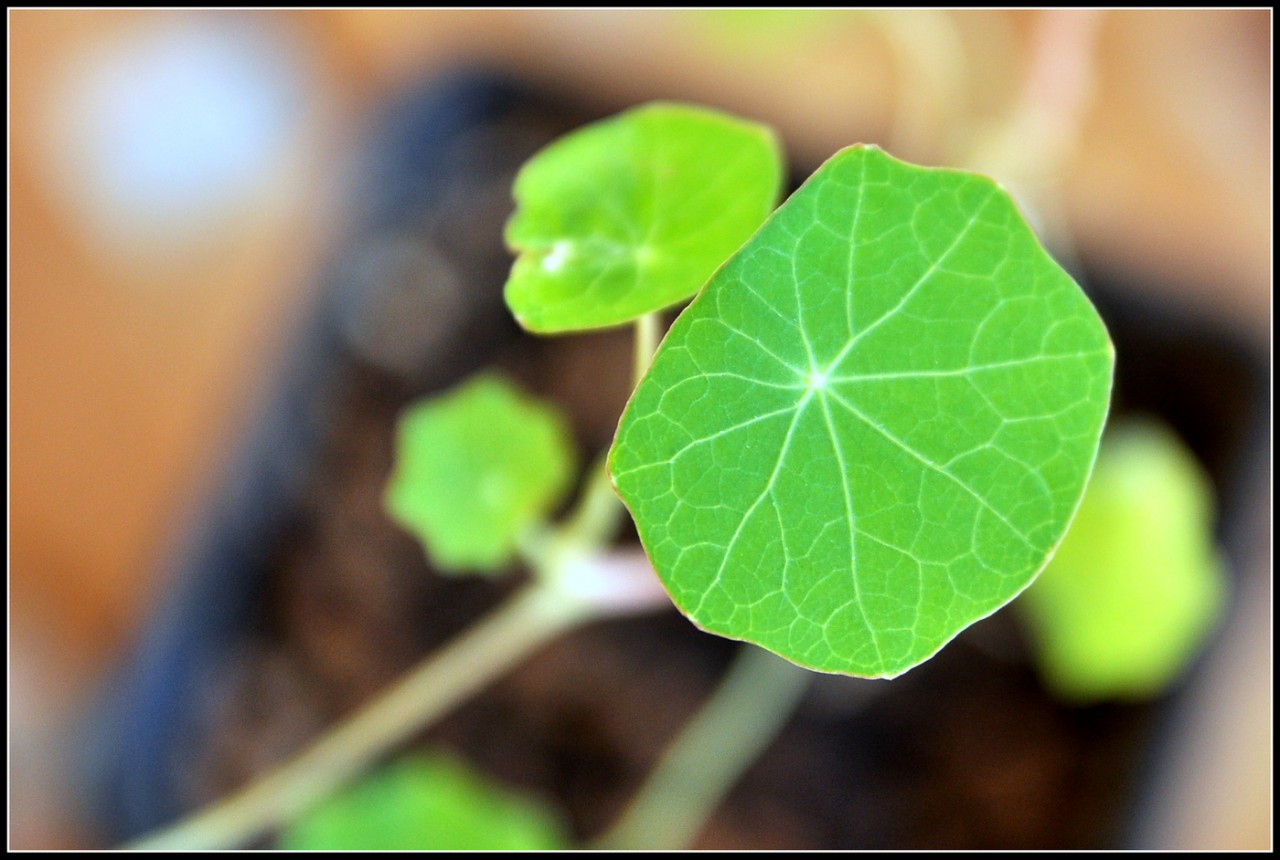 Καπουτσίνο (Nasturtium)