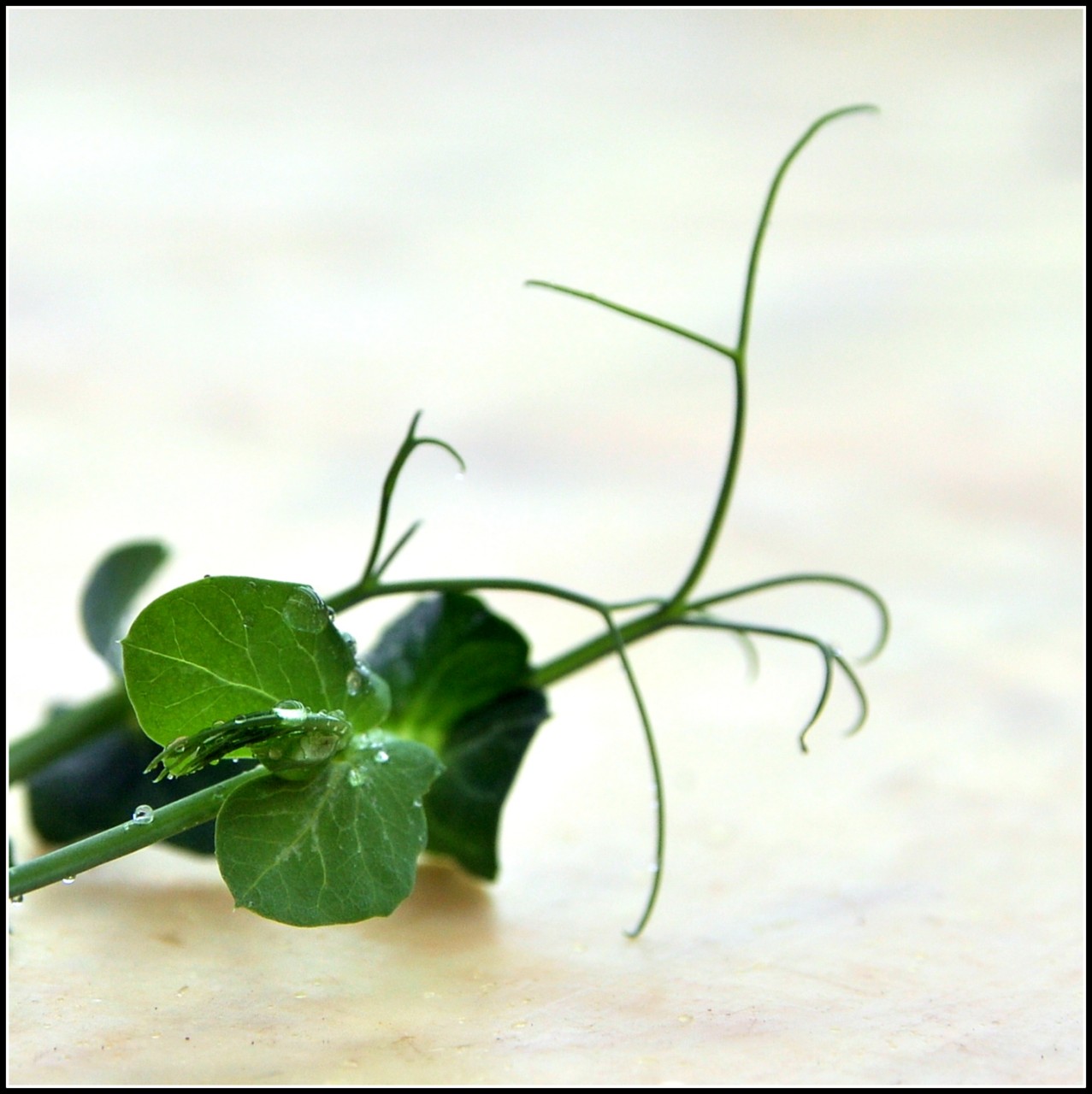 Μπιζέλι (Pea Shoots)