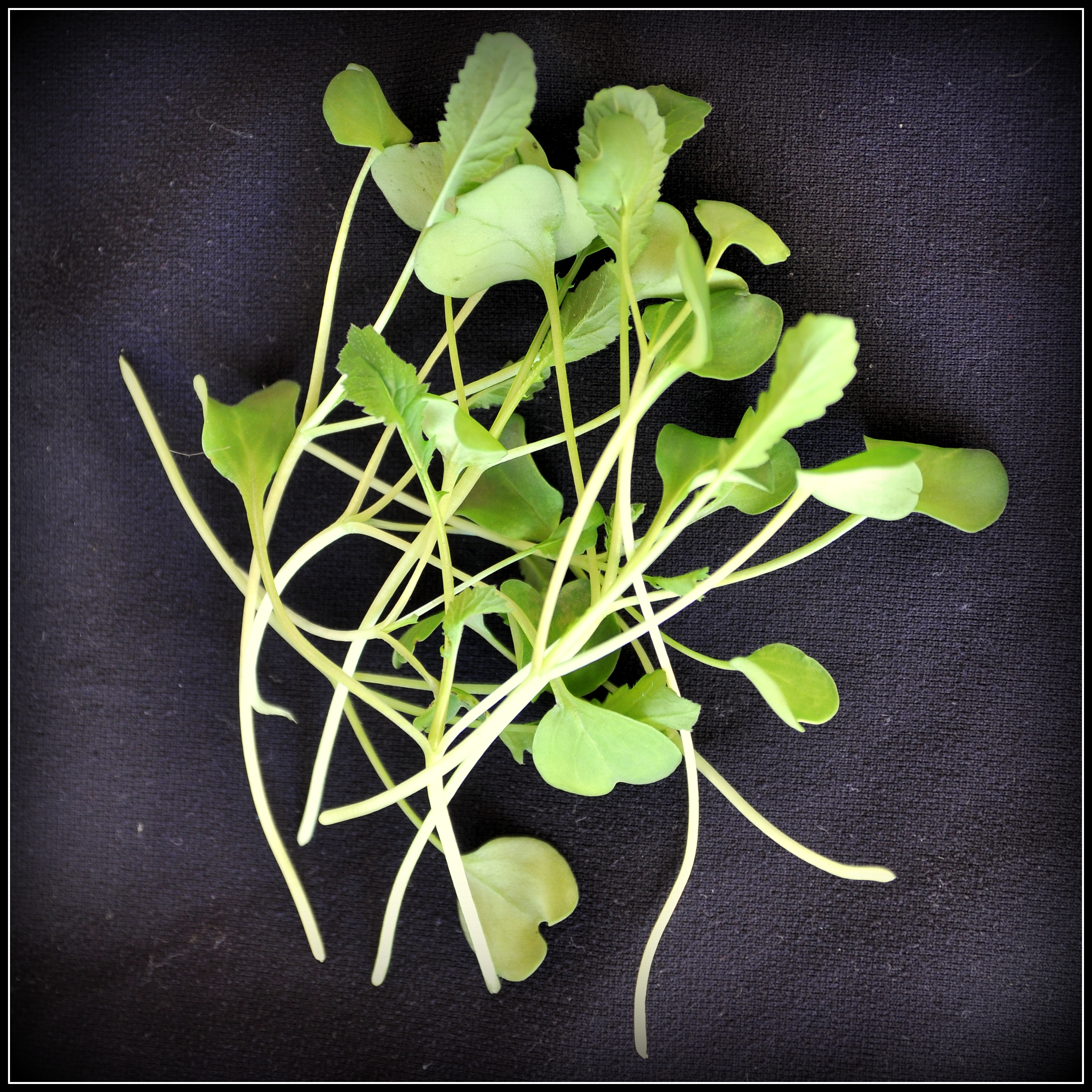 Ρεπάνι πράσινο (Radish Daikon)