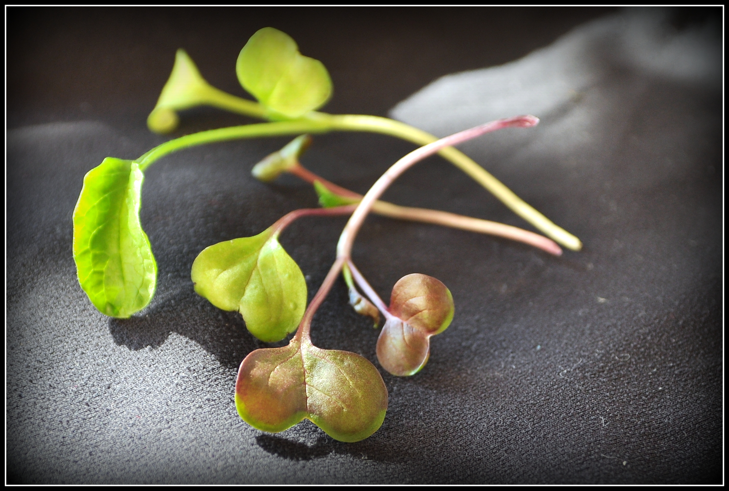 Ρεπάνι μωβ (Radish Sango)