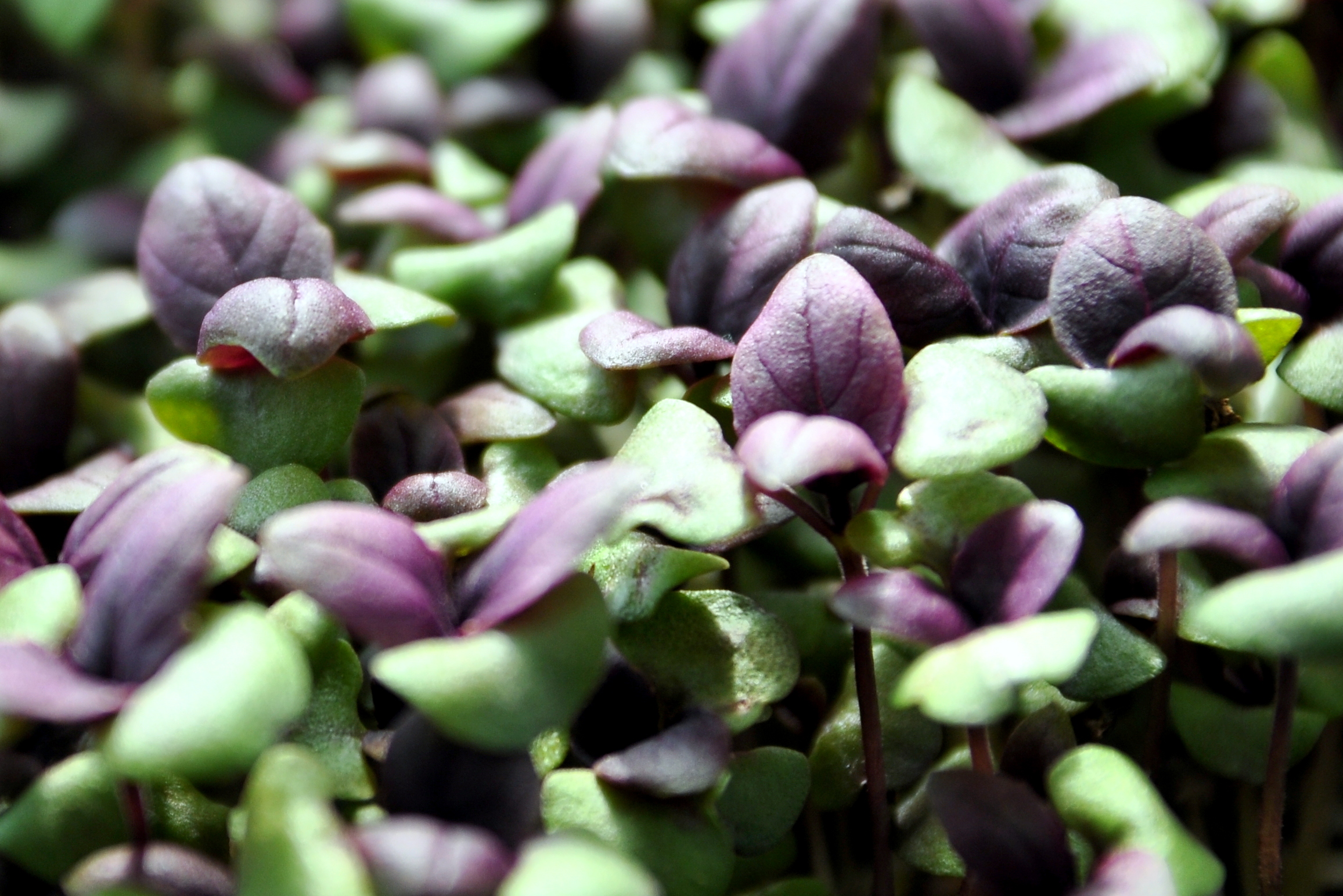 Βασιλικός κόκκινος (Red Basil)