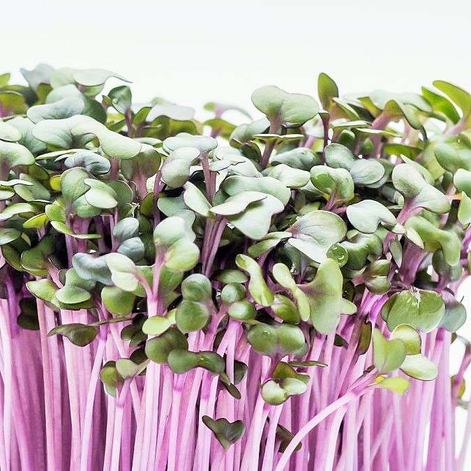 Λάχανο κόκκινο (Red Cabbage)