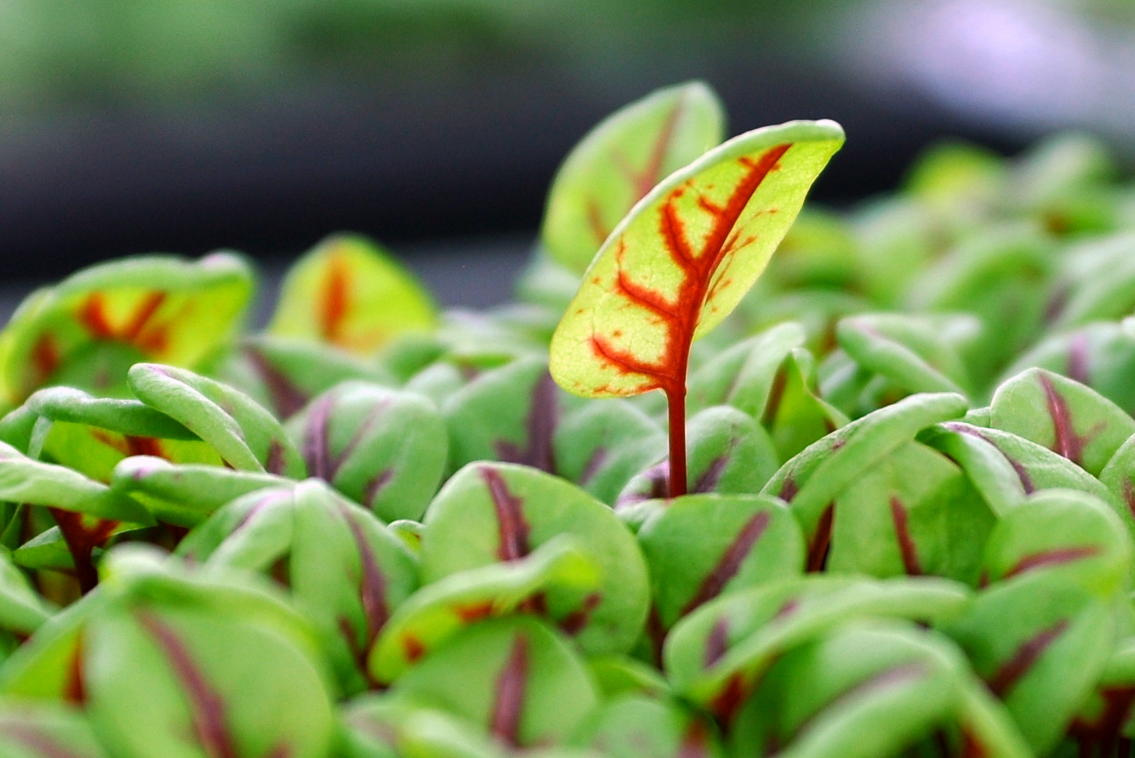 Λάπαθο κόκκινο (Red Veined Sorrel)