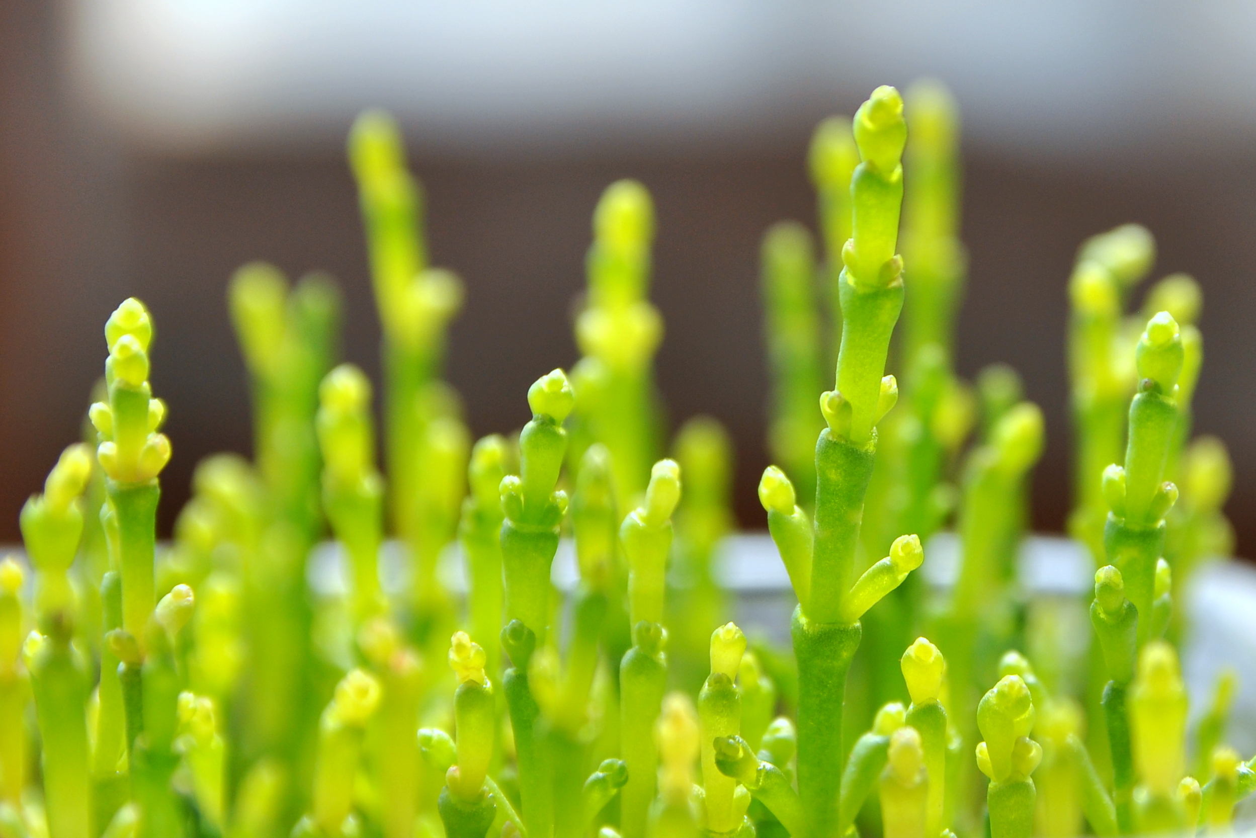 Σαλικόρνια (Salicornia)