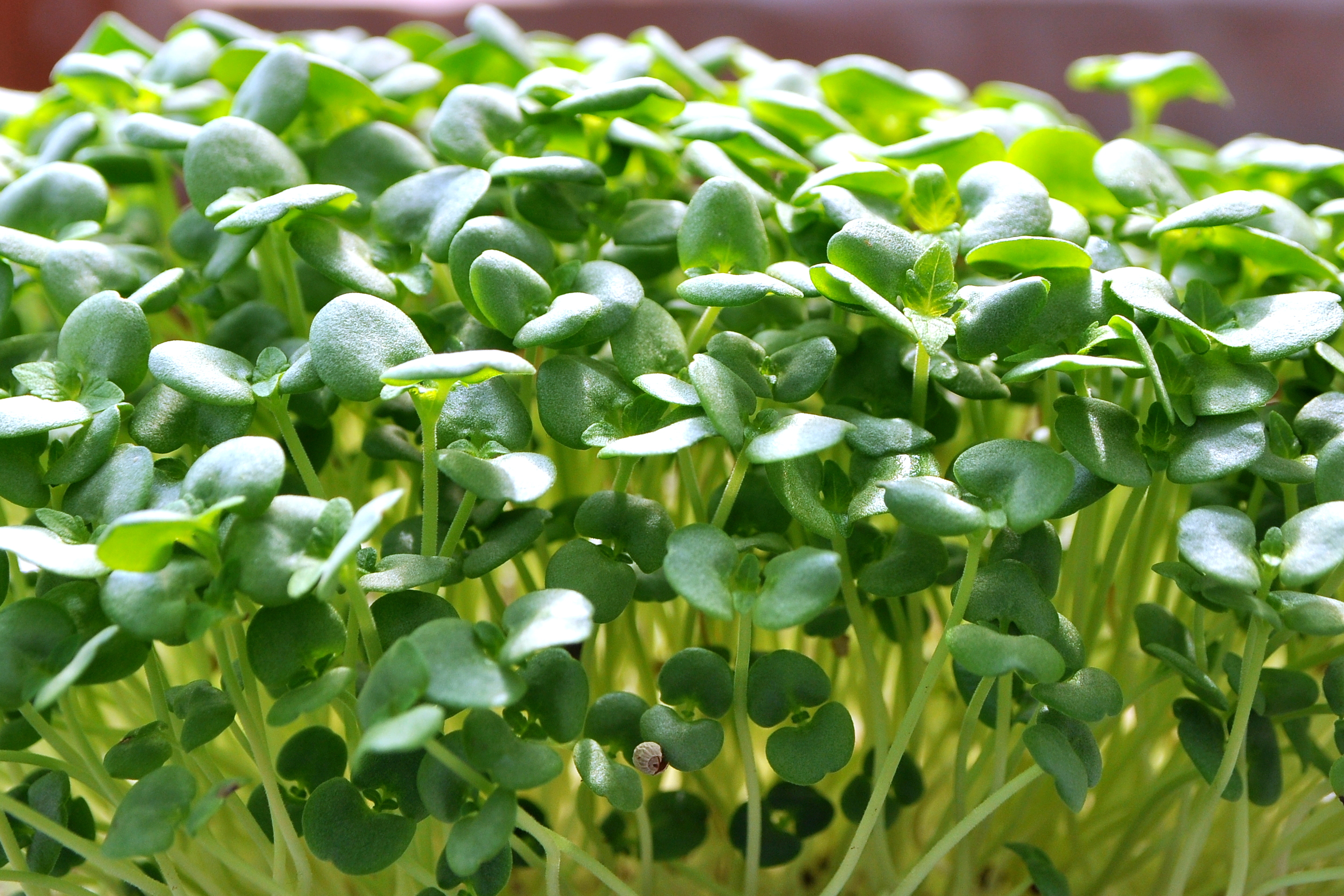 Σίσο πράσινο (Shiso Green)