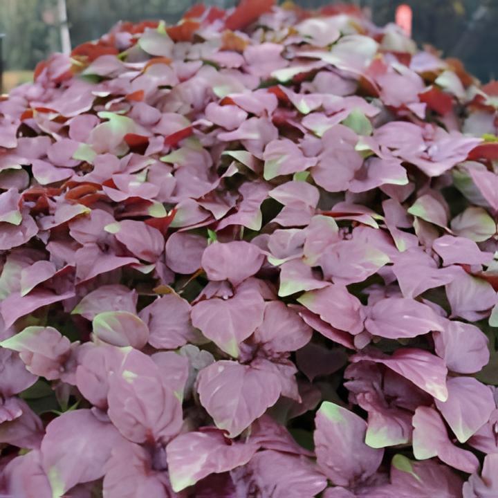 Σίσο κόκκινο (Shiso Red)