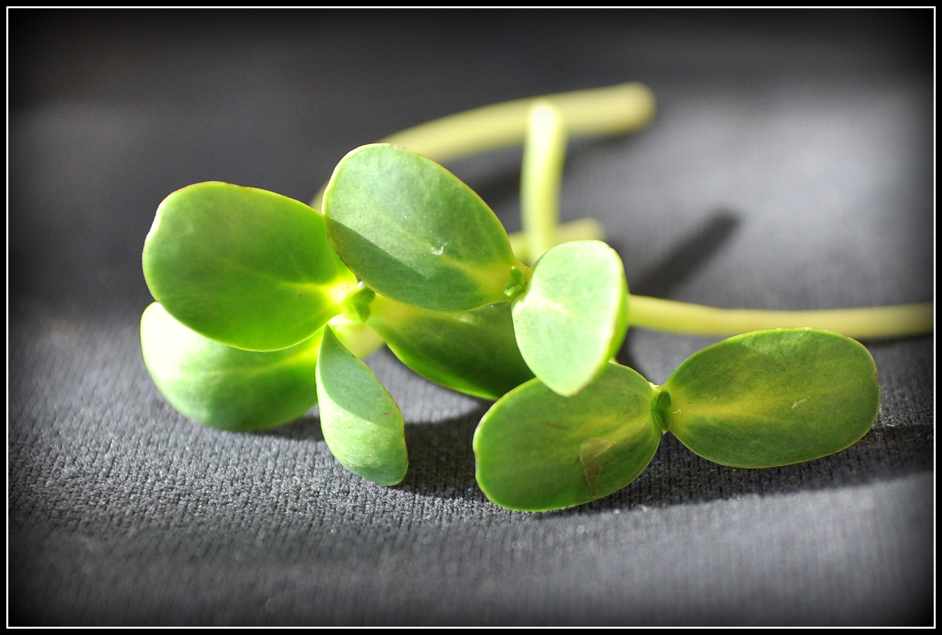 Ηλίανθος (Sun Shoots)