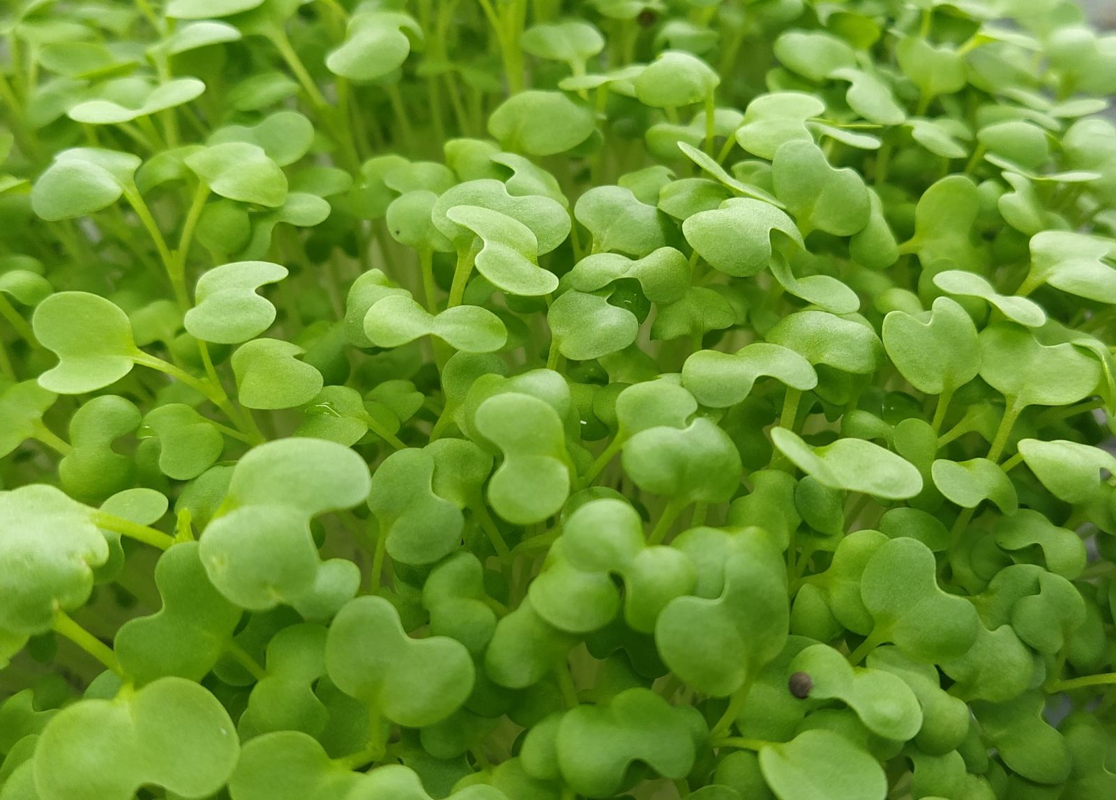 Γουασάμπι (Mustard Wasabina)