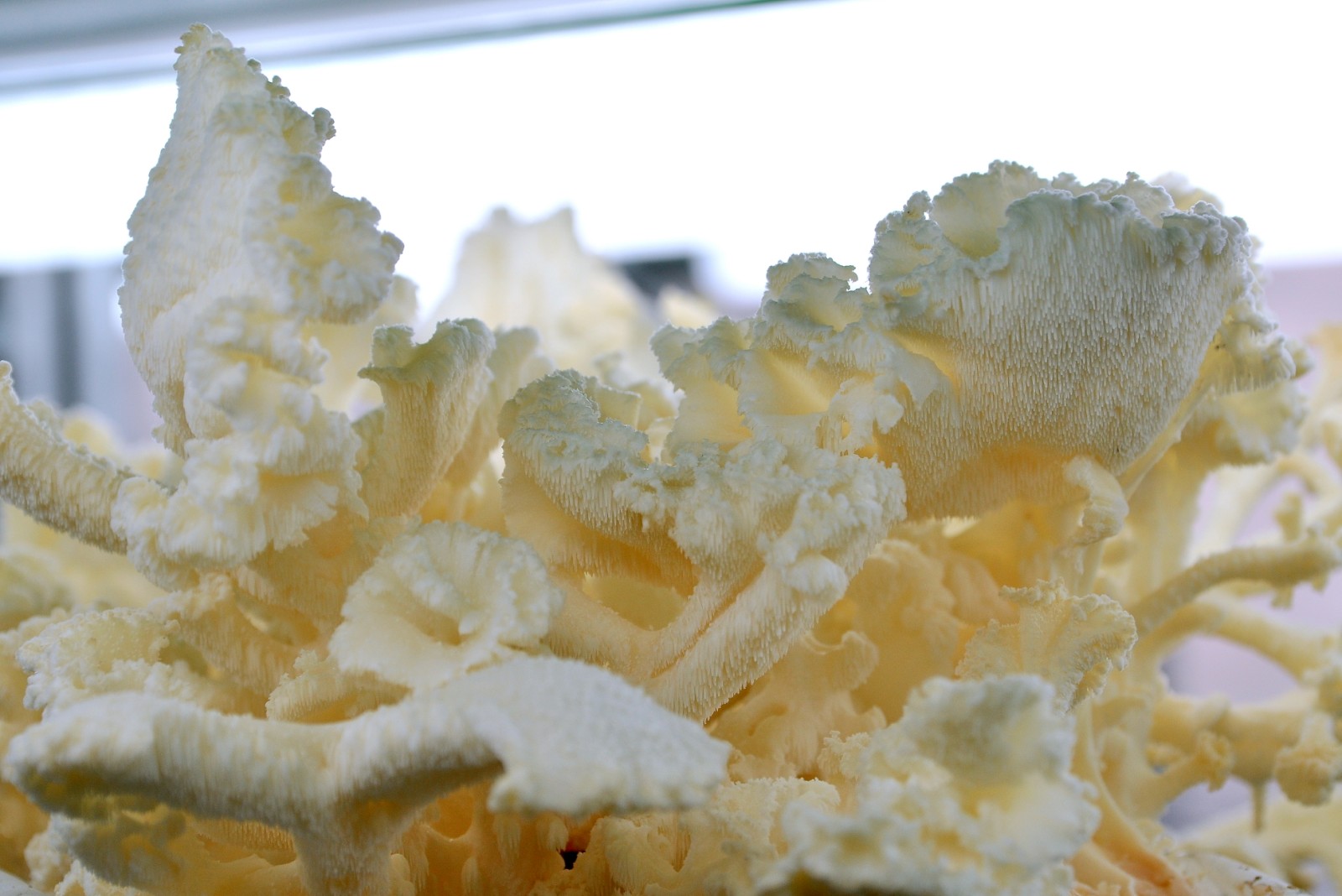 Μανιτάρι Κοράλι (Coral)