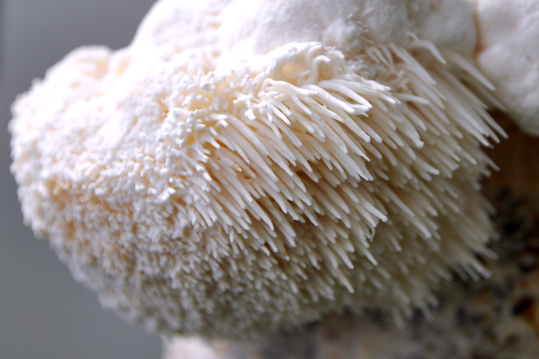 Lion's Mane (Αρνάκι)