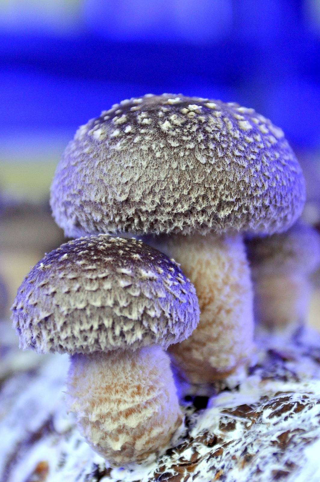 Shiitake (Λεντινούλα)