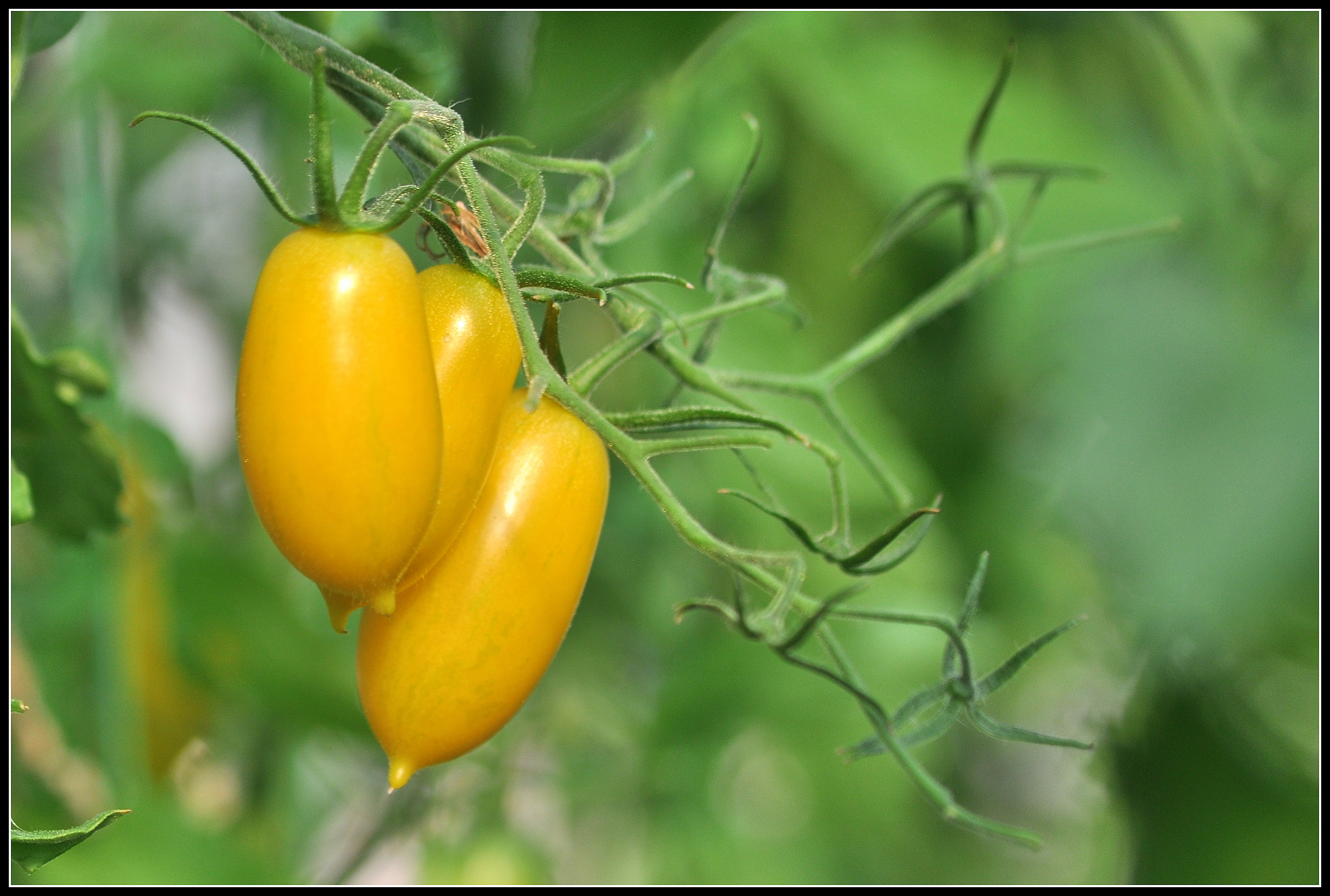 Κίτρινες Tiger